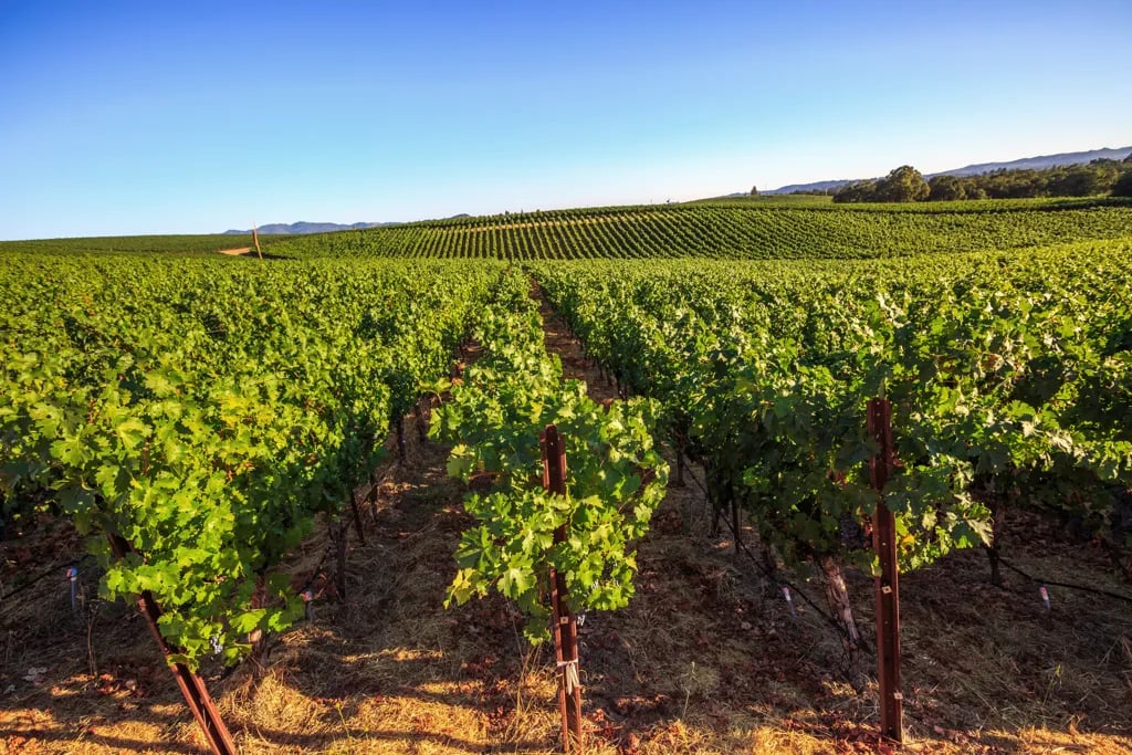 California vineyards, USA